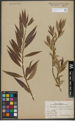 Foto von Salix triandra L. x Salix viminalis L.